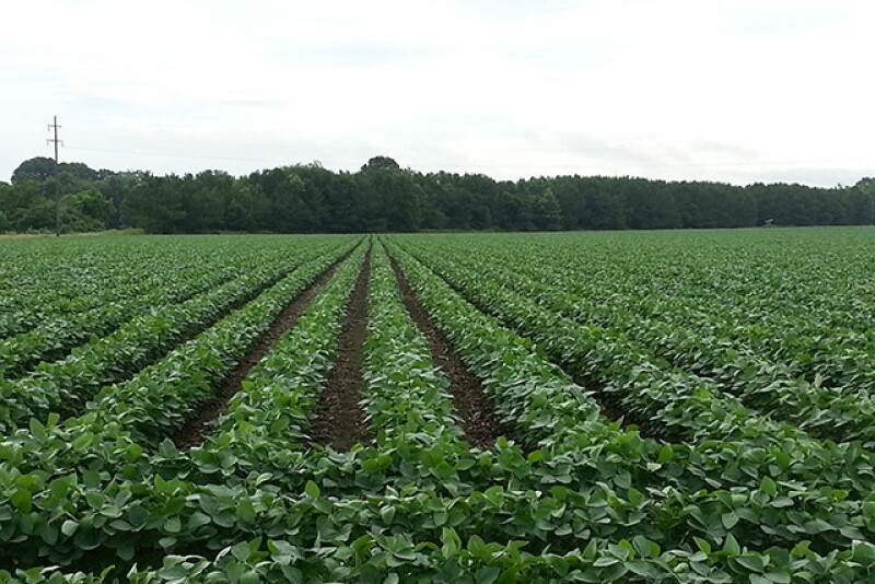 Soybeans Miss cc070114