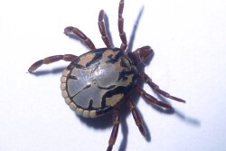 South African Bont tick