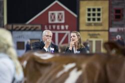 Judges during consider which cows will top a class at World Dairy Expo. 