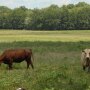 grazing-cows-missouri.jpg