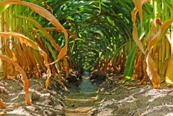 “Frankly, anybody who predicts this case is a bold fool. This case could bring radical change to water law regardless of what state you are in," says Noah Hall.