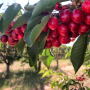 cherries