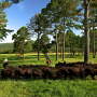 Kiamichi Ranch