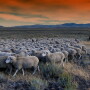 Idaho sheep grazing