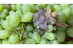 Chilean grapes