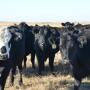 Replacement heifers during the winter in a pasture. 
