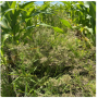 Grassy weeds in sorghum have historically been extremely difficult if not impossible to control in-season.