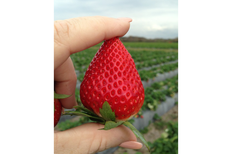 Florida strawberries