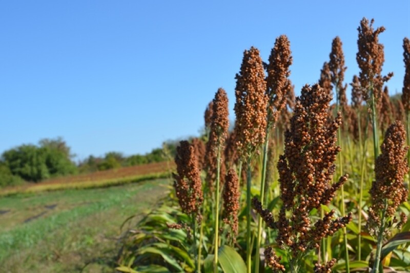 Sorghum_(6)
