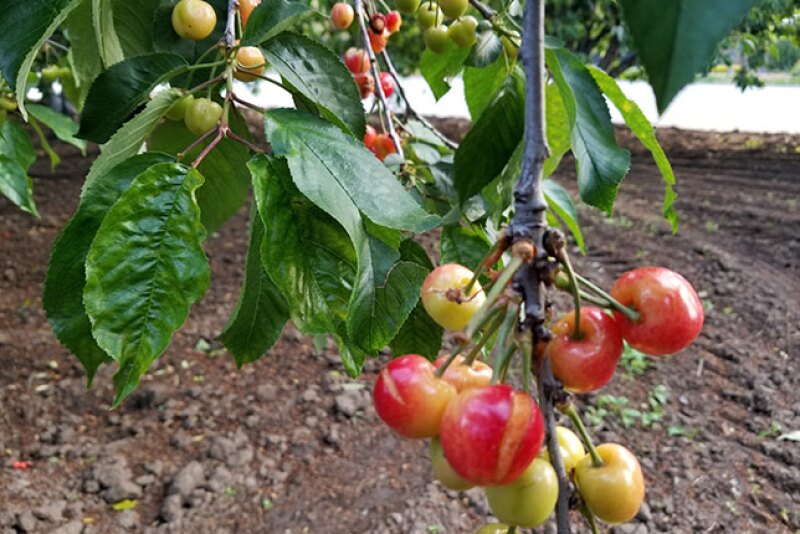 California cherries, like these grown in Sunnyvale, are cracking and splitting because of rain.