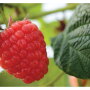 Naturipe Farms LLC expects to have promotional volumes of raspberries and other berries this summer, says Brian Bocock, vice president of sales. The company’s berry volume remains steady compared to last year, he says.