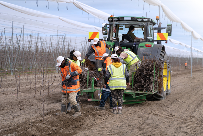 joli planting