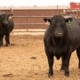 GAR bulls.