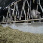 Delivering feed right after milking might lead to slug feed and rumen upsets.