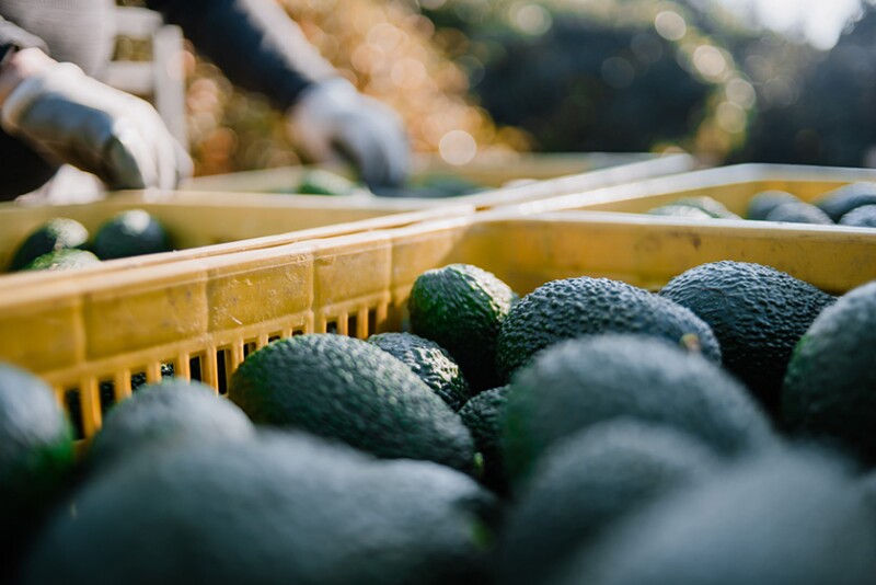A worker's hands seen grabbing crates of avocados