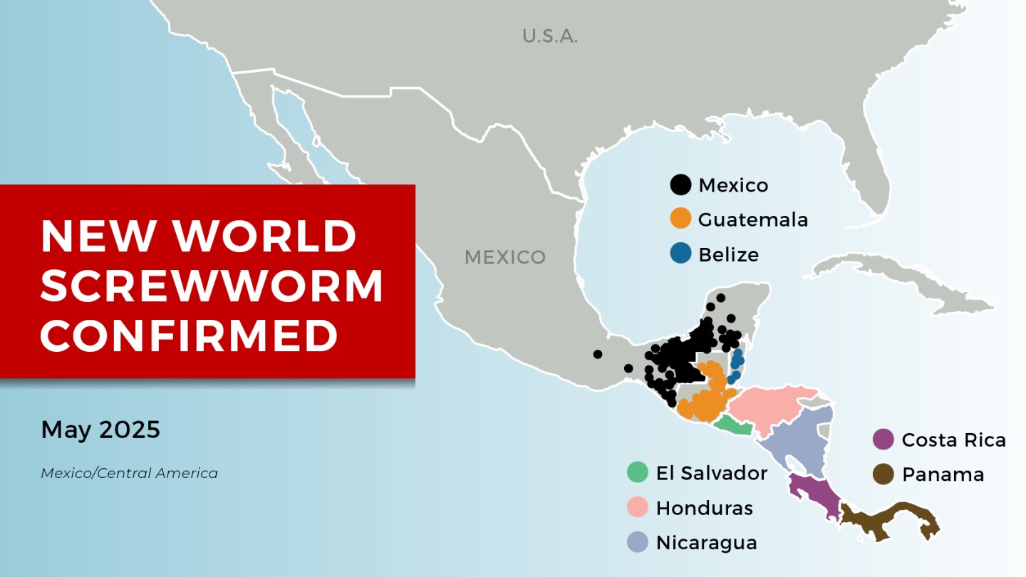 Protect Your Livestock: Signs of New World Screwworm - AgWeb