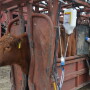 BT_Heifer_Preg_Check