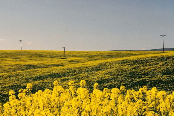 canola-fields-of-walla-walla.jpg