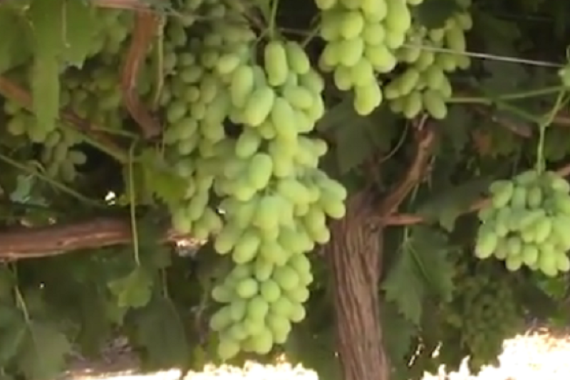 Pristine green seedless grapes