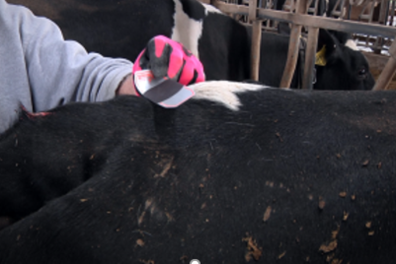 Reproductive decisions, determining heifer cyclicity and breeding problem cows are just a few reasons to detect estrus with breeding indicator patches.