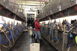 Dairy Employee Parlor Milking