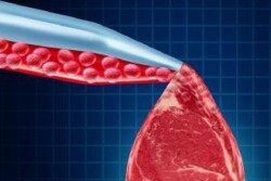John Phipps: My own hunch is aversion to meat derives from another more obvious source: CAFOs. 