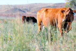 Colorado Cow on Pasture