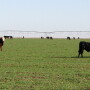 BT_Stocker_Cattle_Wheat