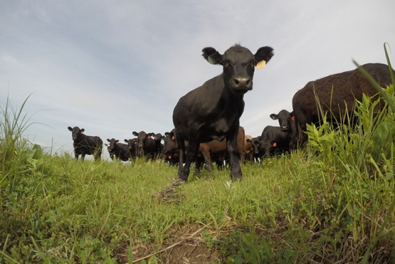 BT_Cattle_Wide_Angle