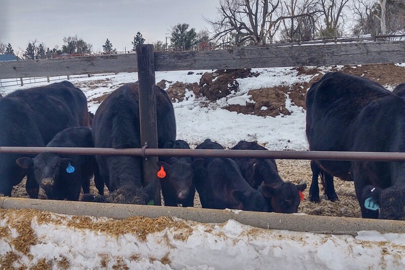 Drylot Cows with Calves