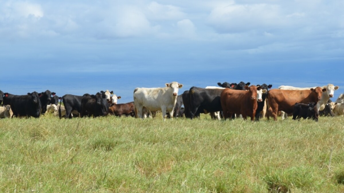 First Cattle Maternal Vaccine to Protect Against Cryptosporidium Parvum -  Drovers
