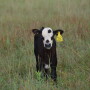 Beef calf