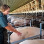 Heat checking sow