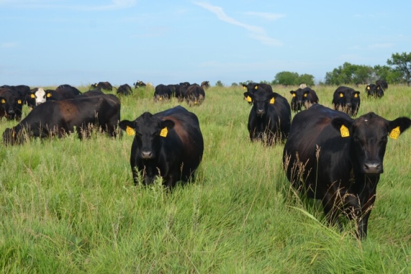 BT_Cows_Grazing_Brome