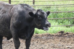 Heat stressed steer
