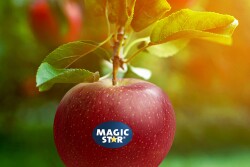 Proprietary Variety Management Magic Star apple