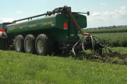 Noxious weeds such as Palmer amaranth can be spread via manure from cattle fed feed screening. 