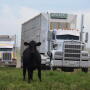 Cattle marketing 