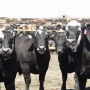 Feedlot prices were higher last week.