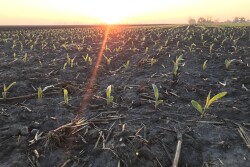 Traders said that the recent sell-off may have sparked some buying interest from importers that had viewed U.S. corn as too expensive when compared to supplies from other countries.