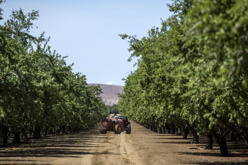 California_Almond_Bloomberg