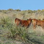 Yucca_Plant_Calves__Native_Pasture