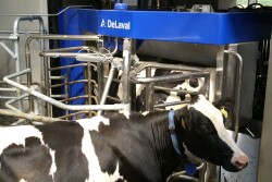 1_cow_waiting_at_the_VMS_-_Copy
