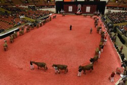 In_the_WDE_Show_Ring_10-1-14