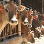 Cows on the farm.