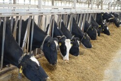 Holsteins Eating Feedbunk