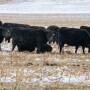 Grazing Cows on Cornstalks.TroyWalz