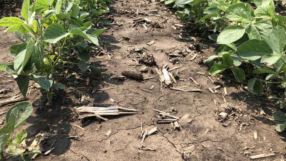 Soybeans