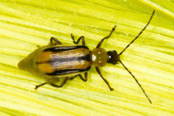 Rootworm