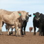 Feedlot Cattle

